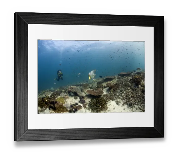 Framed Print : Scuba diver swimming over a reef, Gulf of Oman, Oman Framed Print : Scuba diver swimming over a reef, Gulf of Oman, Oman