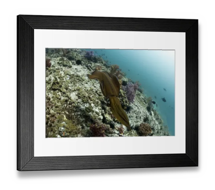 Framed Print : Bigfin Reef Squid -Sepioteuthis lessoniana-, Gulf of Oman, Oman Framed Print : Bigfin Reef Squid -Sepioteuthis lessoniana-, Gulf of Oman, Oman