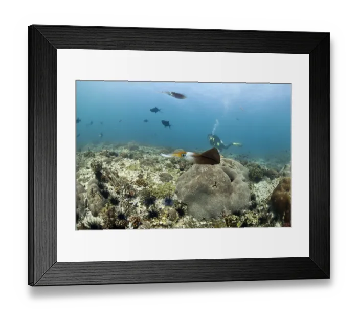 Framed Print : Bigfin Reef Squid -Sepioteuthis lessoniana-, Gulf of Oman, Oman Framed Print : Bigfin Reef Squid -Sepioteuthis lessoniana-, Gulf of Oman, Oman