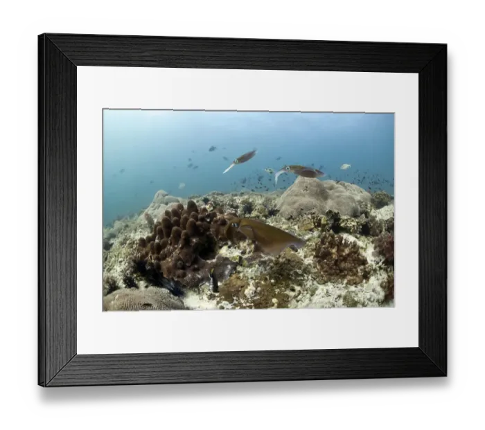 Framed Print : Bigfin Reef Squid -Sepioteuthis lessoniana-, Gulf of Oman, Oman Framed Print : Bigfin Reef Squid -Sepioteuthis lessoniana-, Gulf of Oman, Oman