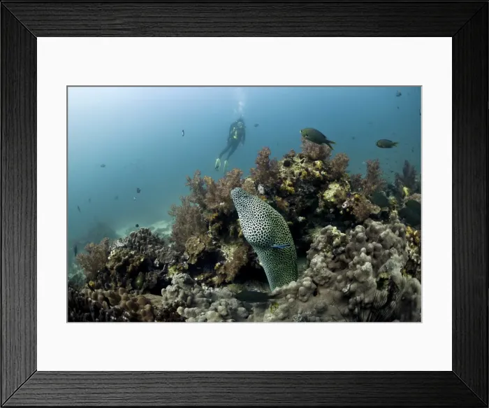 Framed Print : Scuba diver with a Laced Moray -Gymnothorax favagineus-, Gulf of Oman, Oman Framed Print : Scuba diver with a Laced Moray -Gymnothorax favagineus-, Gulf of Oman, Oman