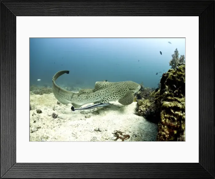Framed Print : Leopard Shark -Triakis semifasciata-, Gulf of Oman, Oman Framed Print : Leopard Shark -Triakis semifasciata-, Gulf of Oman, Oman