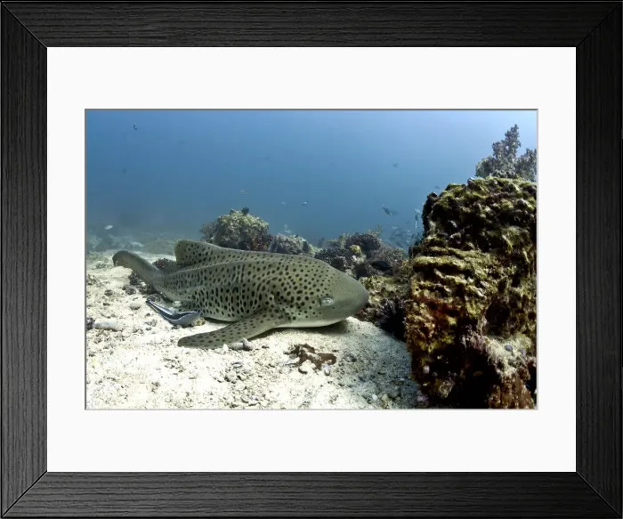 Framed Print : Leopard Shark -Triakis semifasciata-, Gulf of Oman, Oman Framed Print : Leopard Shark -Triakis semifasciata-, Gulf of Oman, Oman