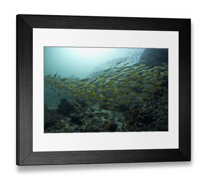 Framed Print : Yellowtail Snapper -Ocyurus chrysurus-, Gulf of Oman, Oman Framed Print : Yellowtail Snapper -Ocyurus chrysurus-, Gulf of Oman, Oman