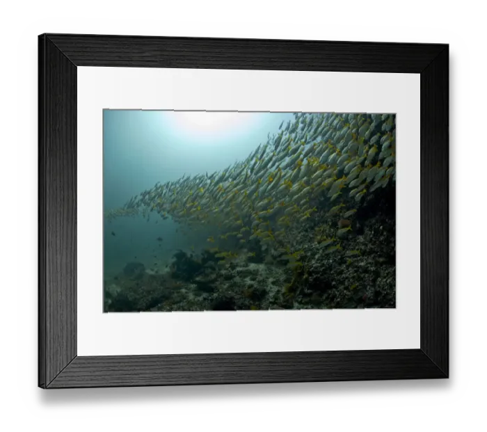 Framed Print : Yellowtail Snapper -Ocyurus chrysurus-, Gulf of Oman, Oman Framed Print : Yellowtail Snapper -Ocyurus chrysurus-, Gulf of Oman, Oman