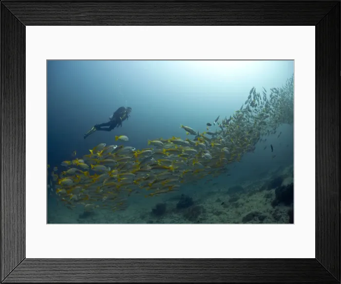 Framed Print : Scuba diver with a school of Yellowtail Snapper -Ocyurus chrysurus-, Gulf of Oman, Oman Framed Print : Scuba diver with a school of Yellowtail Snapper -Ocyurus chrysurus-, Gulf of Oman, Oman