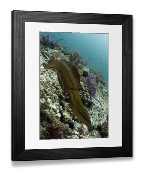 Framed Print : Bigfin Reef Squid -Sepioteuthis lessoniana-, Gulf of Oman, Oman Framed Print : Bigfin Reef Squid -Sepioteuthis lessoniana-, Gulf of Oman, Oman