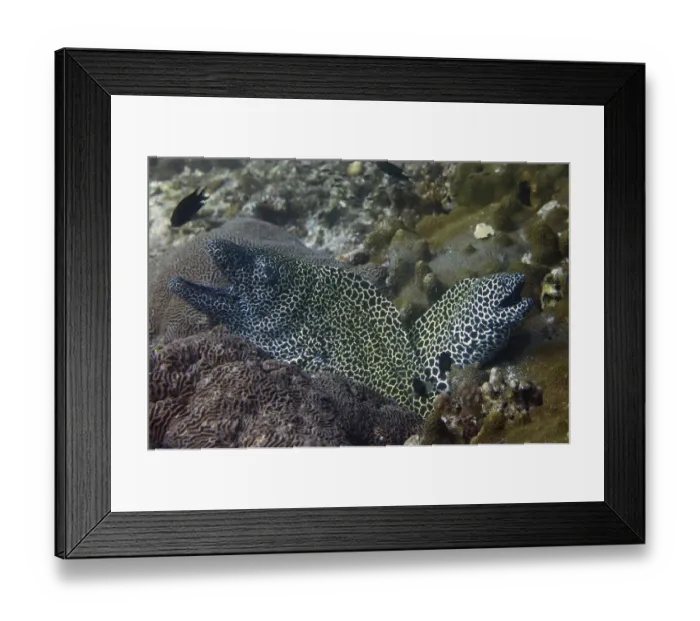 Framed Print : Laced Morays -Gymnothorax favagineus-, Gulf of Oman, Oman Framed Print : Laced Morays -Gymnothorax favagineus-, Gulf of Oman, Oman