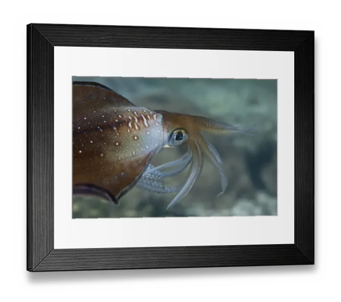 Framed Print : Bigfin Reef Squid -Sepioteuthis lessoniana-, Gulf of Oman, Oman Framed Print : Bigfin Reef Squid -Sepioteuthis lessoniana-, Gulf of Oman, Oman