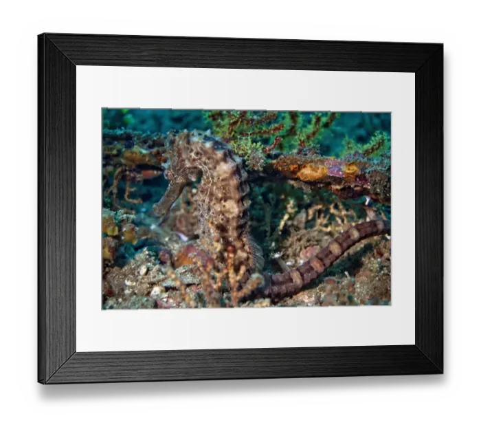 Framed Print : Sea Pony -Hippocampus fuscus-, Gulf of Oman, Oman Framed Print : Sea Pony -Hippocampus fuscus-, Gulf of Oman, Oman