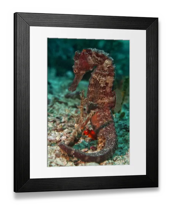 Framed Print : Sea Pony -Hippocampus fuscus-, Gulf of Oman, Oman Framed Print : Sea Pony -Hippocampus fuscus-, Gulf of Oman, Oman