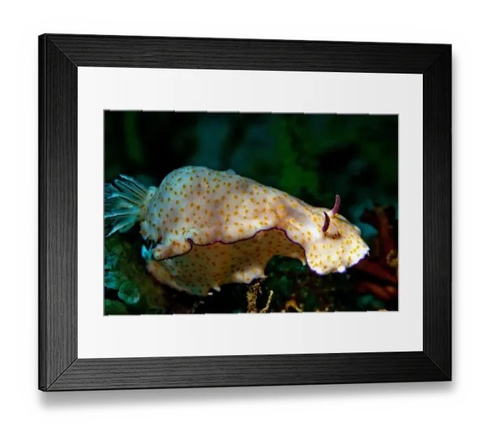 Framed Print : Sea Slug -Risbecia pulchella-, Gulf of Oman, Oman Framed Print : Sea Slug -Risbecia pulchella-, Gulf of Oman, Oman
