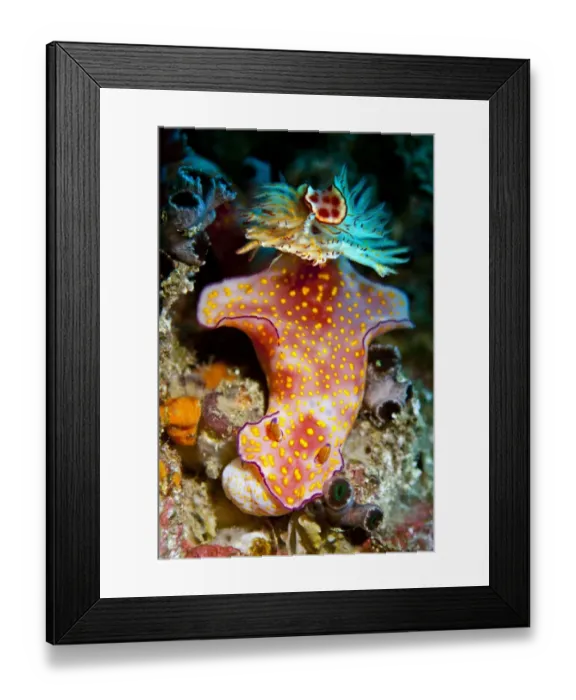 Framed Print : Sea Slug -Ceratosoma trilobatum-, Gulf of Oman, Oman Framed Print : Sea Slug -Ceratosoma trilobatum-, Gulf of Oman, Oman