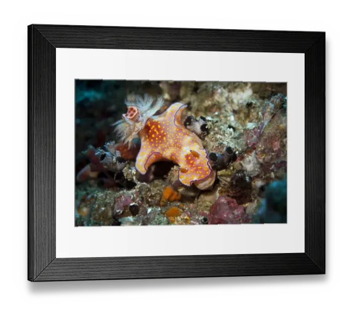 Framed Print : Sea Slug -Ceratosoma trilobatum-, Gulf of Oman, Oman Framed Print : Sea Slug -Ceratosoma trilobatum-, Gulf of Oman, Oman