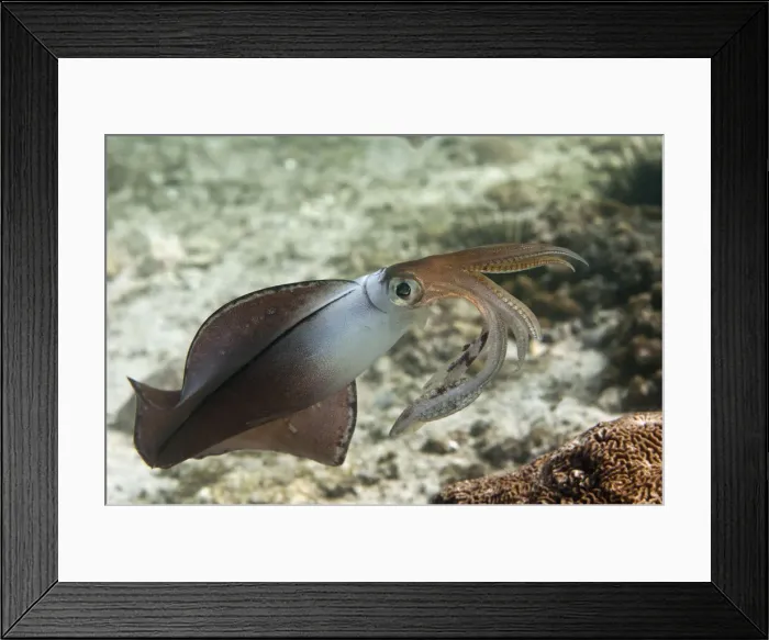 Framed Print : Bigfin Reef Squid -Sepioteuthis lessoniana-, Gulf of Oman, Oman Framed Print : Bigfin Reef Squid -Sepioteuthis lessoniana-, Gulf of Oman, Oman