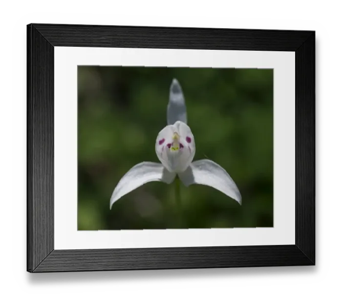 Framed Print : Little Pigeon Orchid -Codonorchis lessonii-, Huerquehue National Park, Araucania Region, Chile Framed Print : Little Pigeon Orchid -Codonorchis lessonii-, Huerquehue National Park, Araucania Region, Chile