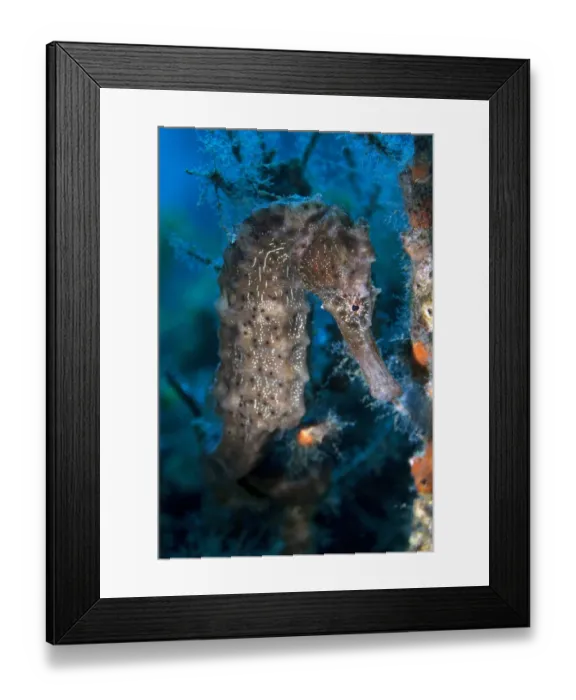 Framed Print : Sea Pony -Hippocampus fuscus-, Gulf of Oman, Oman Framed Print : Sea Pony -Hippocampus fuscus-, Gulf of Oman, Oman