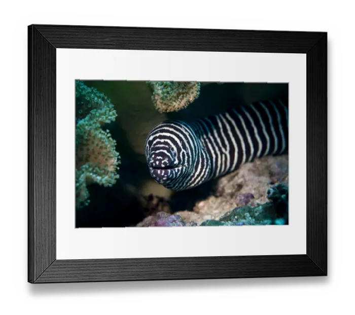 Framed Print : Zebra Moray -Gymnomuraena zebra-, Gulf of Oman, Oman Framed Print : Zebra Moray -Gymnomuraena zebra-, Gulf of Oman, Oman