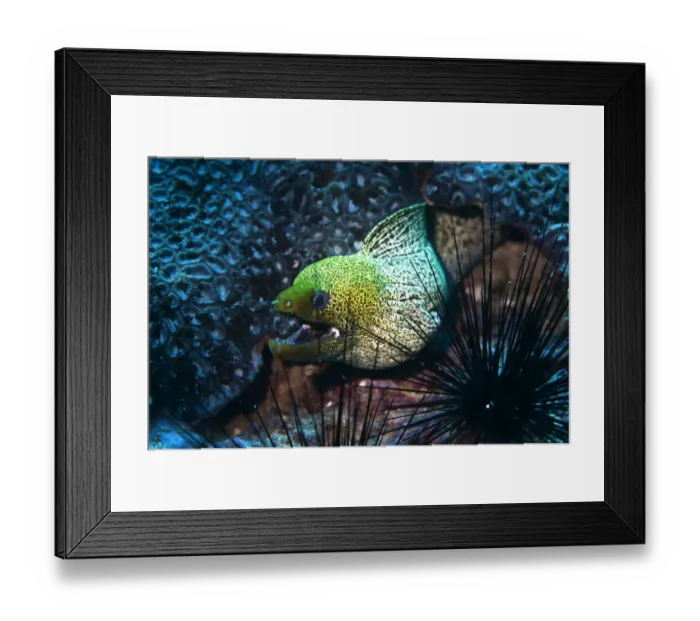 Framed Print : Undulated Moray -Gymnothorax undulatus-, Gulf of Oman, Oman Framed Print : Undulated Moray -Gymnothorax undulatus-, Gulf of Oman, Oman