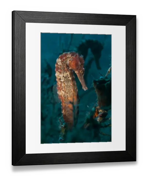 Framed Print : Sea Pony -Hippocampus fuscus-, Gulf of Oman, Oman Framed Print : Sea Pony -Hippocampus fuscus-, Gulf of Oman, Oman