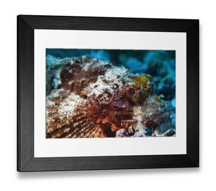 Framed Print : Bearded Scorpionfish -Scorpaenopsis barbata-, Gulf of Oman, Oman Framed Print : Bearded Scorpionfish -Scorpaenopsis barbata-, Gulf of Oman, Oman