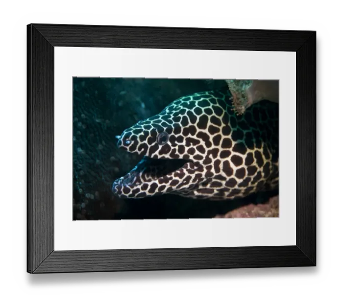 Framed Print : Laced Moray -Gymnothorax favagineus-, Gulf of Oman, Oman Framed Print : Laced Moray -Gymnothorax favagineus-, Gulf of Oman, Oman