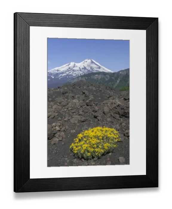 Framed Print : Flowers on a lava field and Llaima volcano, Conguillio National Park, Melipeuco, Araucania Region, Chile Framed Print : Flowers on a lava field and Llaima volcano, Conguillio National Park, Melipeuco, Araucania Region, Chile