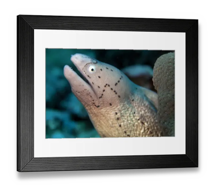 Framed Print : White-eyed Moray -Gymnothorax thrysoideus-, Gulf of Oman, Oman Framed Print : White-eyed Moray -Gymnothorax thrysoideus-, Gulf of Oman, Oman