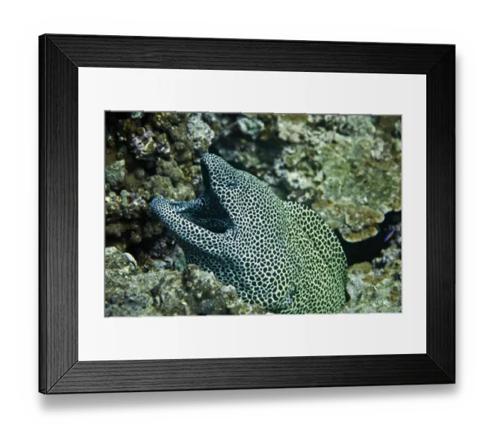 Framed Print : Laced Moray -Gymnothorax favagineus-, Gulf of Oman, Oman Framed Print : Laced Moray -Gymnothorax favagineus-, Gulf of Oman, Oman