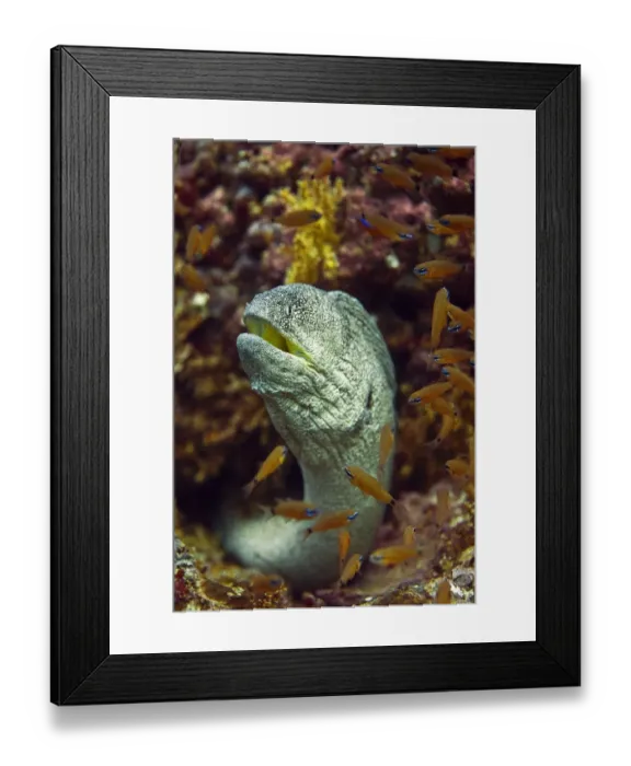 Framed Print : Yellowmouth Moray -Gymnothorax nudivomer-, Gulf of Oman, Oman