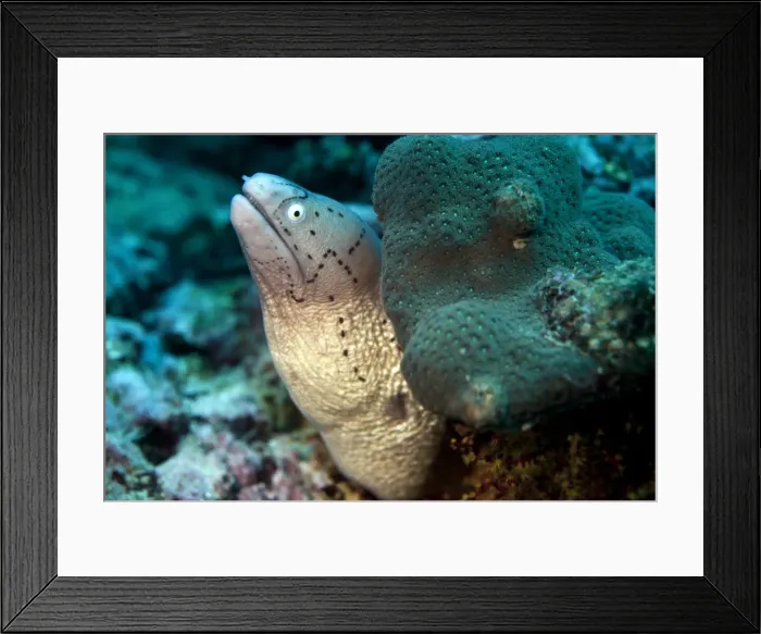 Framed Print : White-eyed Moray -Gymnothorax thrysoideus-, Gulf of Oman, Oman Framed Print : White-eyed Moray -Gymnothorax thrysoideus-, Gulf of Oman, Oman