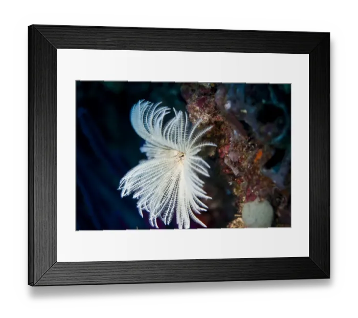 Framed Print : Bristleworm -Protula Tubularia-, Gulf of Oman, Oman