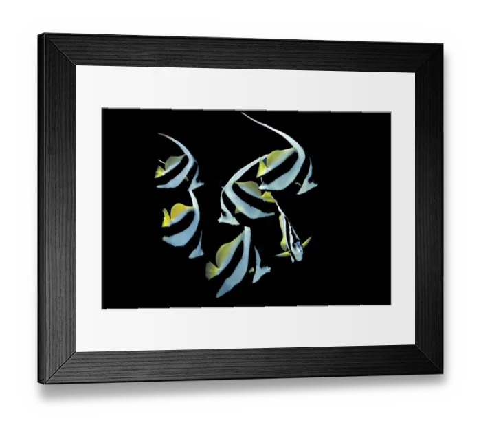 Framed Print : Pennant Coralfish or Longfin Bannerfish -Heniochus acuminatus-, Gulf of Oman, Oman