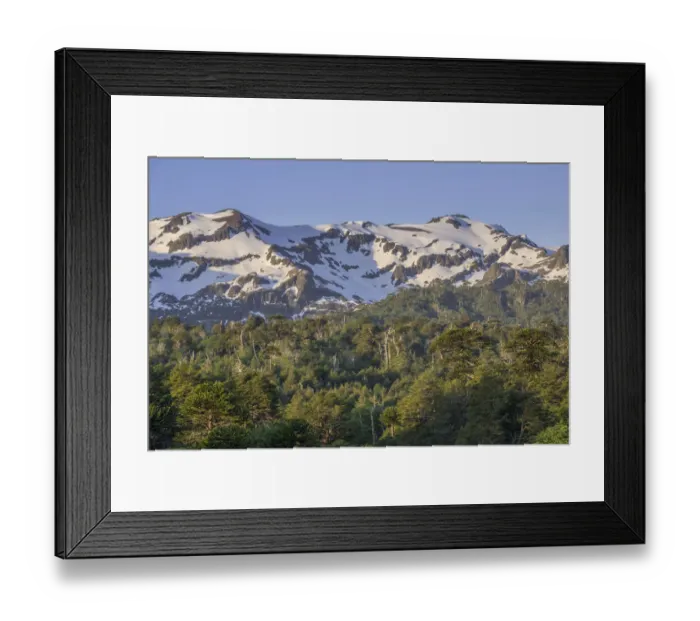 Framed Print : Forest with Monkey puzzle trees -Araucaria araucana- and snow-capped mountains, Conguillio National Park, Melipeuco, Region de la Araucania, Chile Framed Print : Forest with Monkey puzzle trees -Araucaria araucana- and snow-capped mountains, Conguillio National Park, Melipeuco, Region de la Araucania, Chile