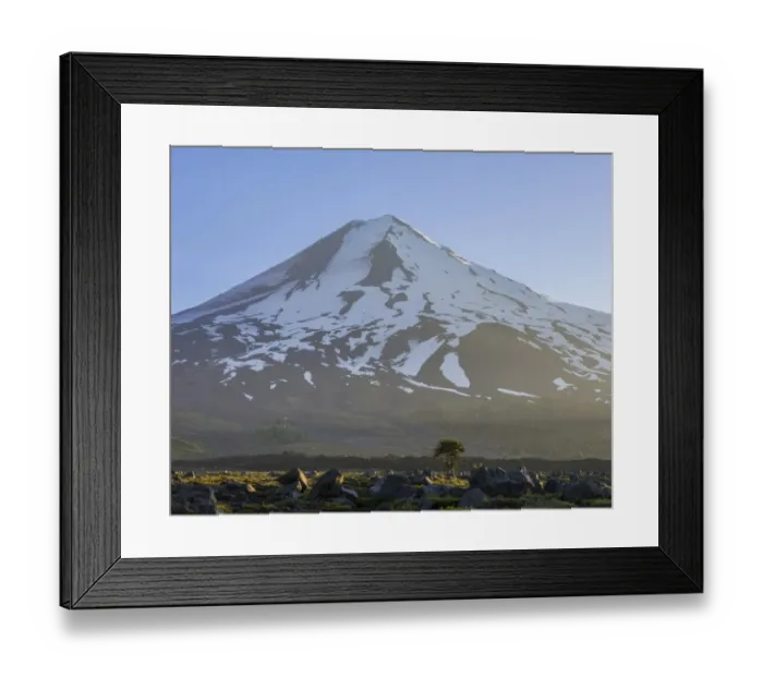 Framed Print : Monkey puzzle tree -Araucaria araucana- at the foot of the Conguillio volcano, Conguillio National Park, Melipeuco, Region de la Araucania, Chile Framed Print : Monkey puzzle tree -Araucaria araucana- at the foot of the Conguillio volcano, Conguillio National Park, Melipeuco, Region de la Araucania, Chile