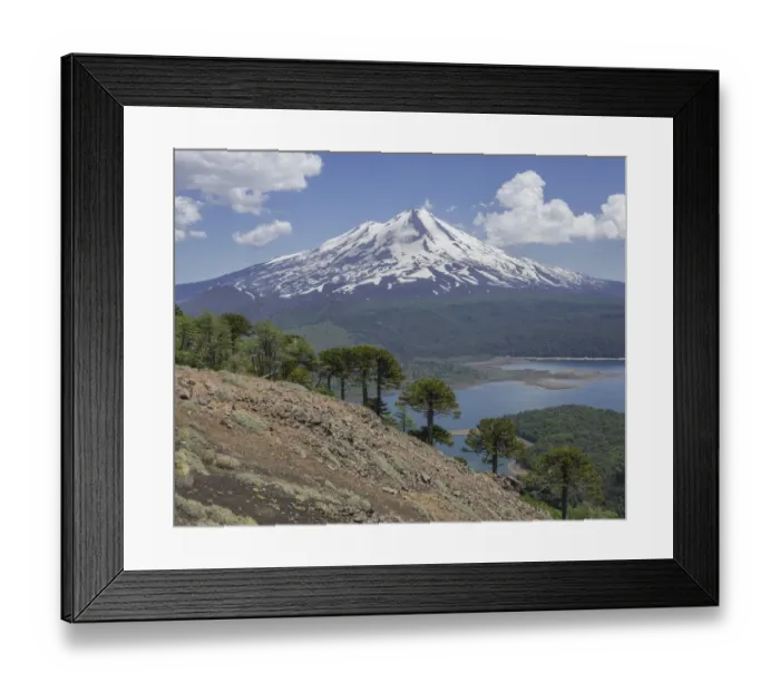 Framed Print : Monkey puzzle trees -Araucaria araucana-, Llaima volcano and Conguillio Lake, Conguillio National Park, Melipeuco, Region de la Araucania, Chileile Framed Print : Monkey puzzle trees -Araucaria araucana-, Llaima volcano and Conguillio Lake, Conguillio National Park, Melipeuco, Region de la Araucania, Chileile