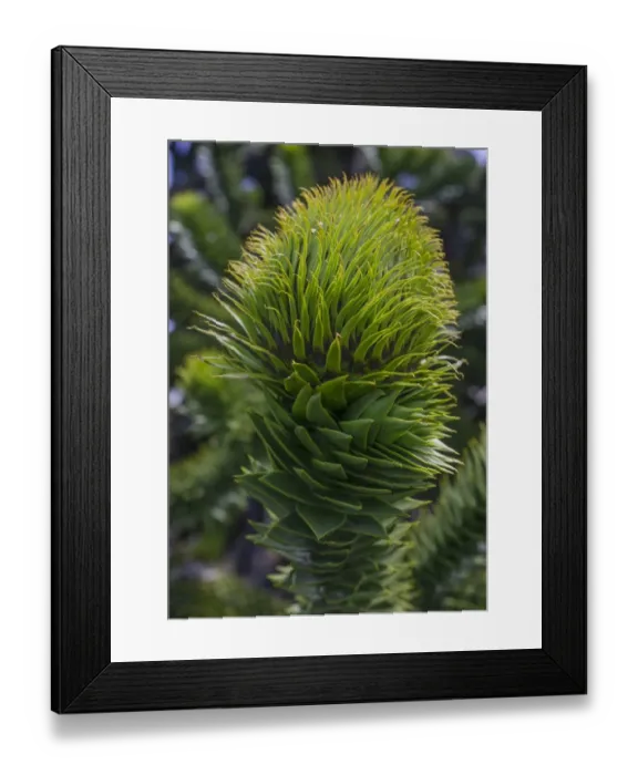 Framed Print : Monkey puzzle tree -Araucaria araucana-, Conguillio National Park, Melipeuco, Region de la Araucania, Chile