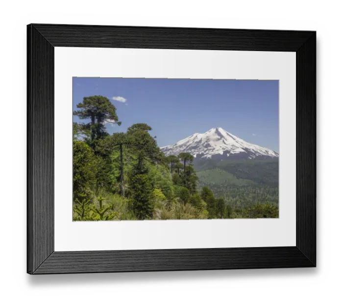Framed Print : Monkey puzzle treess -Araucaria araucana- and Llaima volcano, Conguillio National Park, Melipeuco, Region de la Araucania, Chile Framed Print : Monkey puzzle treess -Araucaria araucana- and Llaima volcano, Conguillio National Park, Melipeuco, Region de la Araucania, Chile