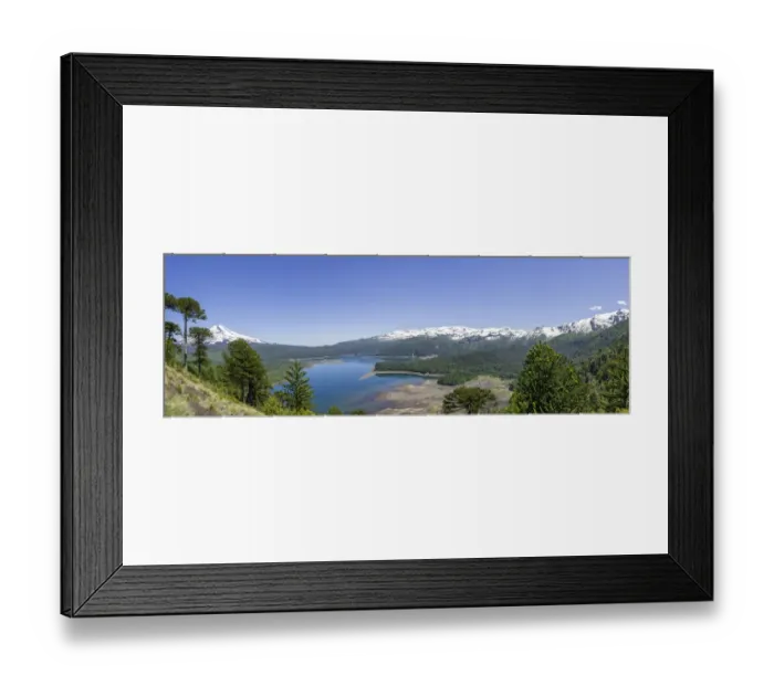 Framed Print : Monkey puzzle trees -Araucaria araucana-, Llaima volcano and Conguillio Lake, Conguillio National Park, Melipeuco, Region de la Araucania, Chile Framed Print : Monkey puzzle trees -Araucaria araucana-, Llaima volcano and Conguillio Lake, Conguillio National Park, Melipeuco, Region de la Araucania, Chile