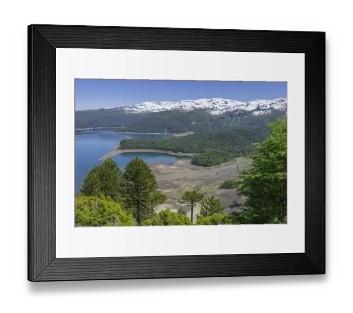Framed Print : Monkey puzzle trees -Araucaria araucana- and Conguillio Lake, Conguillio National Park, Melipeuco, Region de la Araucania, Chile Framed Print : Monkey puzzle trees -Araucaria araucana- and Conguillio Lake, Conguillio National Park, Melipeuco, Region de la Araucania, Chile