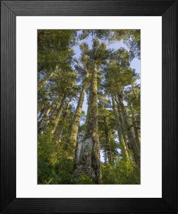 Framed Print : Trees, Laguna Captren, Conguillio National Park, Melipeuco, Region de la Araucania, Chile