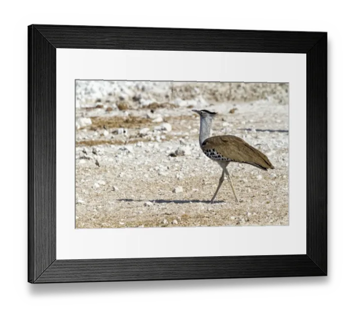 Framed Print : Kori Bustard -Ardeotis kori-, Etosha National Park, Namibia Framed Print : Kori Bustard -Ardeotis kori-, Etosha National Park, Namibia