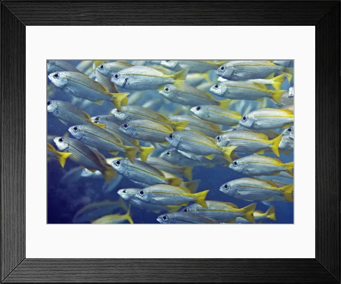 Framed Print : Bigeye Snapper -Lutjanus lutjanus-, Gulf of Oman, Oman Framed Print : Bigeye Snapper -Lutjanus lutjanus-, Gulf of Oman, Oman