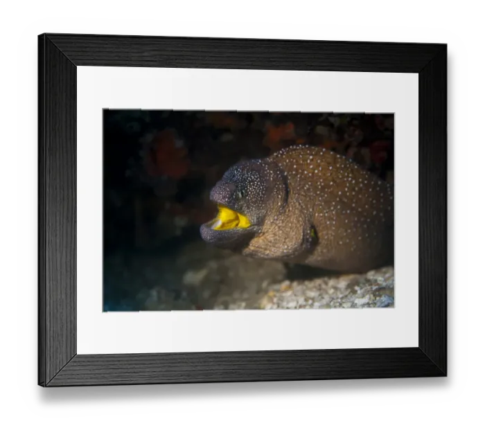 Framed Print : Yellowmouth Moray -Gymnothorax nudivomer-, Gulf of Oman, Oman Framed Print : Yellowmouth Moray -Gymnothorax nudivomer-, Gulf of Oman, Oman