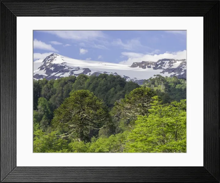 Framed Print : Monkey puzzle trees -Araucaria araucana-, Conguillio National Park, Melipeuco, Region de la Araucania, Chile Framed Print : Monkey puzzle trees -Araucaria araucana-, Conguillio National Park, Melipeuco, Region de la Araucania, Chile
