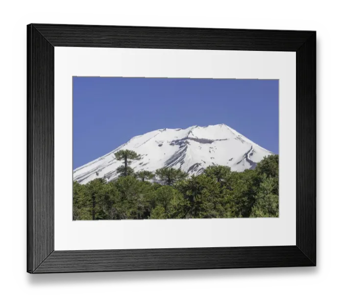 Framed Print : Monkey Puzzle Tree -Araucaria araucana- and Lonquimay volcano, Lonquimay, Region de la Araucania, Chile Framed Print : Monkey Puzzle Tree -Araucaria araucana- and Lonquimay volcano, Lonquimay, Region de la Araucania, Chile