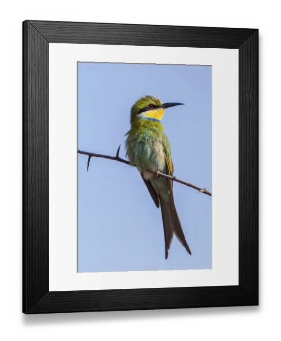 Framed Print : Schwalbenschwanzspint -Merops hirundineus-, Otjinene, Namibia, Africa Framed Print : Schwalbenschwanzspint -Merops hirundineus-, Otjinene, Namibia, Africa