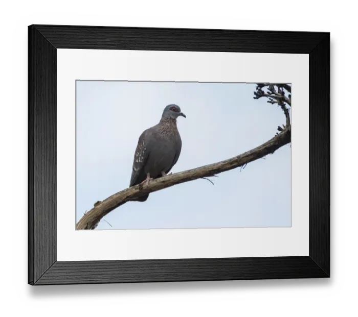 Framed Print : Guinea Pigeon -Columba Guinea-, near Windhoek, Namibia, Africa Framed Print : Guinea Pigeon -Columba Guinea-, near Windhoek, Namibia, Africa