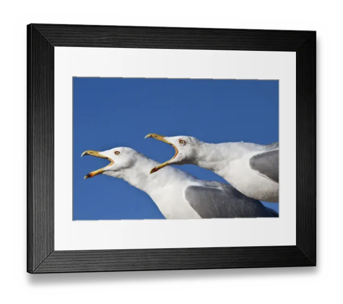 Framed Print : Screaming Yellow-legged Gulls -Larus michahellis-, Istanbul, Turkey Framed Print : Screaming Yellow-legged Gulls -Larus michahellis-, Istanbul, Turkey