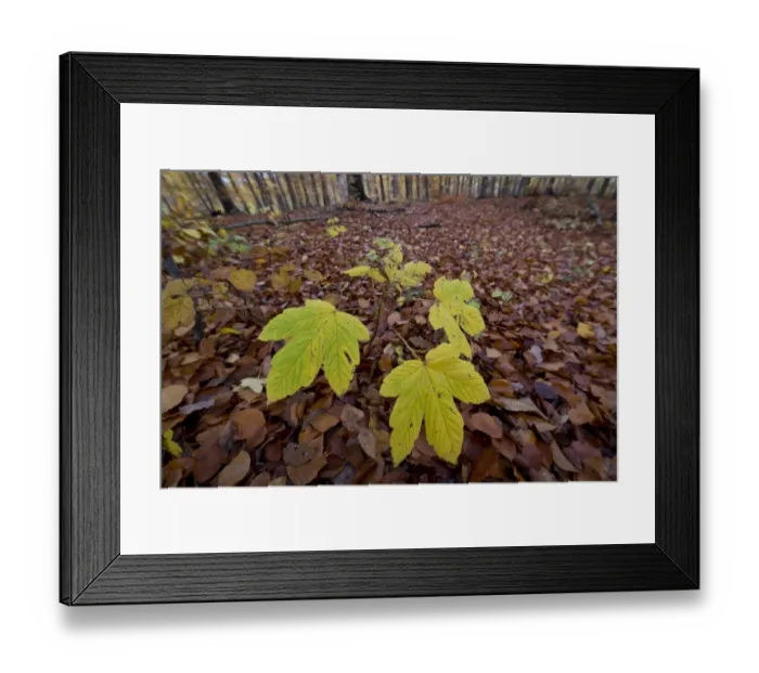 Framed Print : Sycamore maple -Acer pseudoplatanus- seedling in an autumn forest, Stuttgart, Baden-Wurttemberg, Germany Framed Print : Sycamore maple -Acer pseudoplatanus- seedling in an autumn forest, Stuttgart, Baden-Wurttemberg, Germany